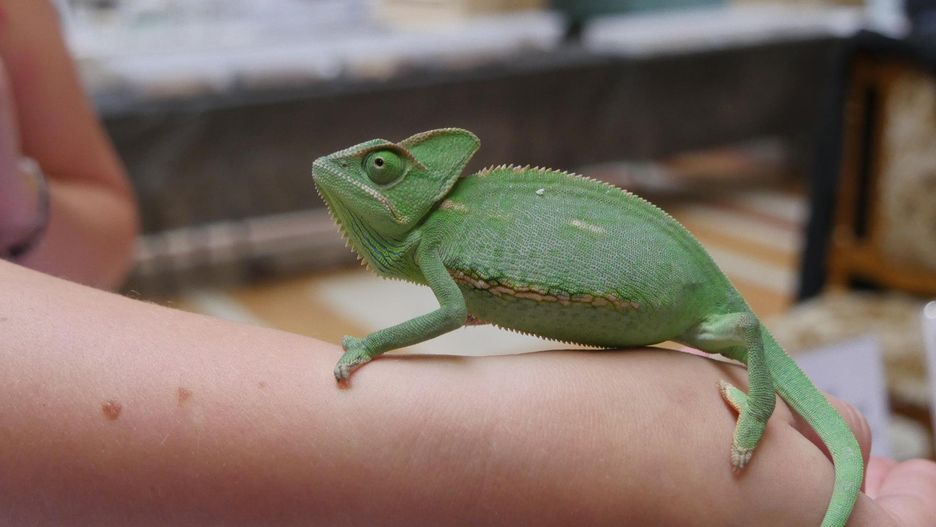 Tak wyglądały Exoticarium we Wrocławiu