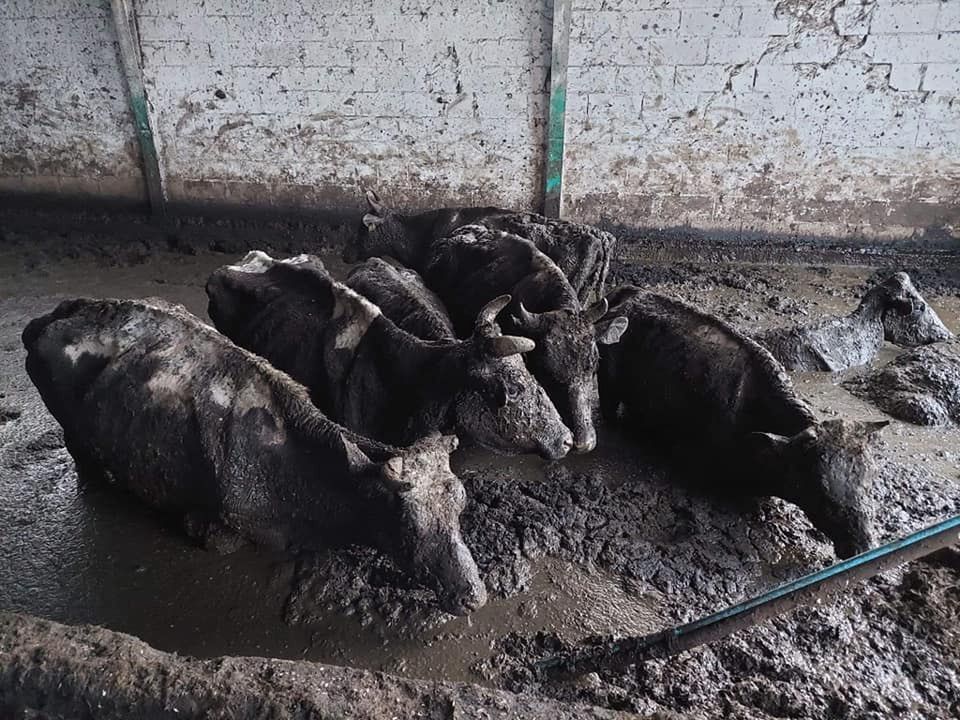 Horror w gospodarstwie. Krowy toną we własnych odchodach 