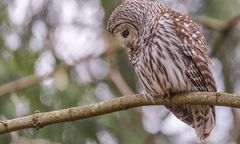 Mieszkańcy Nowego Jorku oburzeni po śmierci uwielbianej sowy z Central Parku