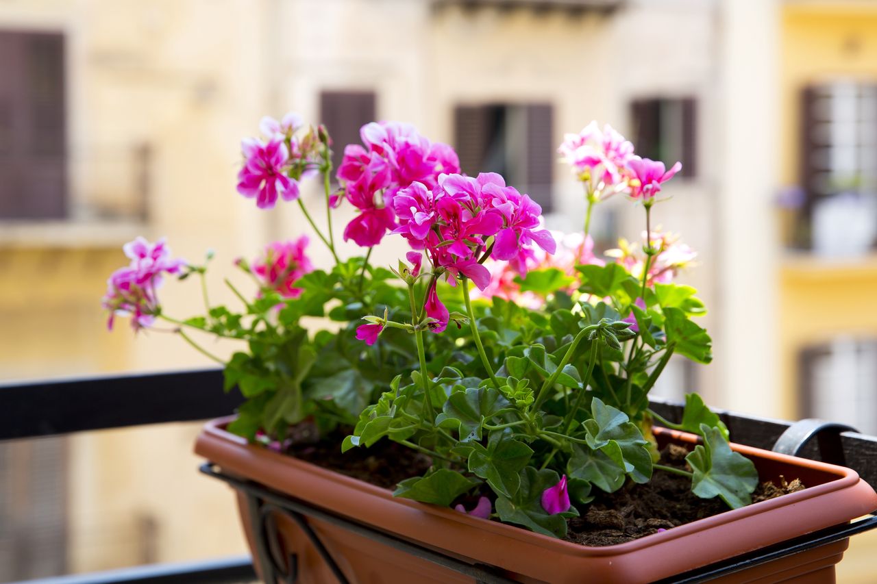 Pelargonie przetrwają majowe przymrozki. Niezawodny trik za grosze