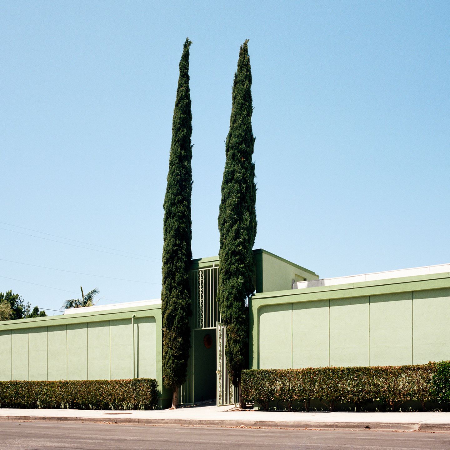 “A Tree Grows In…” to projekt kalifornijskiej fotografki. który przedstawia rośliny w nietypowych miejscach 10