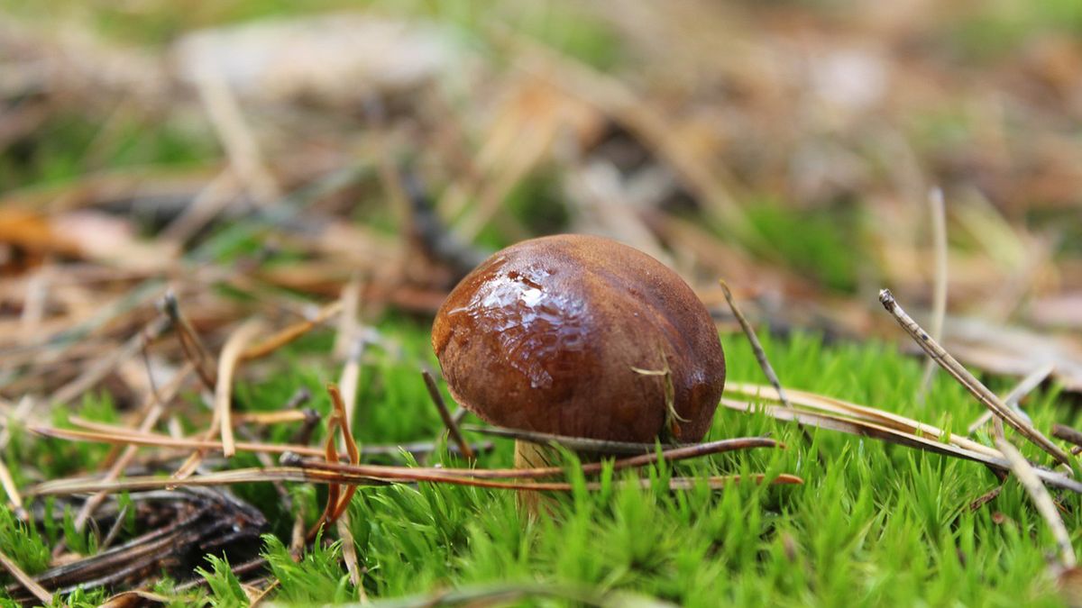 W polskich lasach zaczyna się wysyp grzybów. Trzeba jednak uważać 