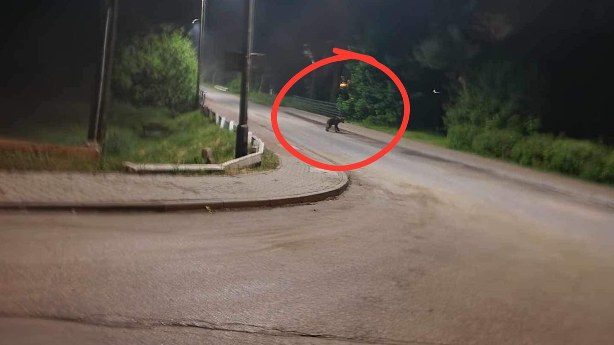 niedźwiedź przechadza się ulicami Jordanowa