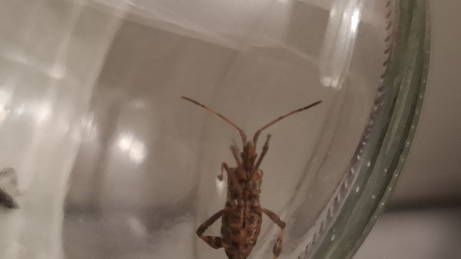 Wtyki amerykańskie szturmują domy. Gdzie się chowają?