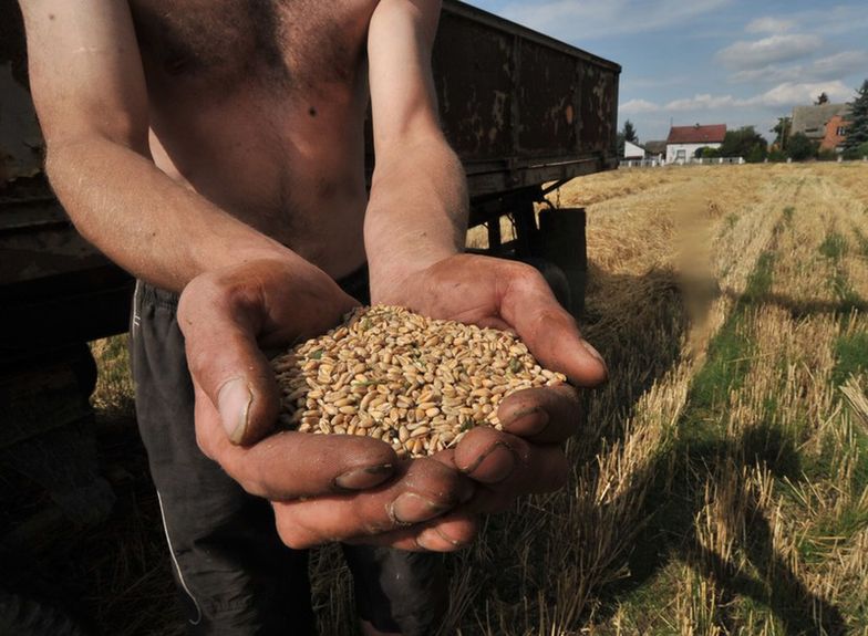 Rolnictwo w Polsce. Zapowiadają się dobre zbiory, ale ceny ziarna niskie