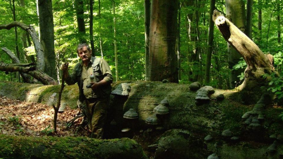 Kazimierz Nóżka, leśnik z Nadleśnictwa Baligród, opowiada o bezpieczeństwie w lesie