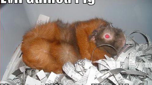 Chomikuj.pl pozwie Polską Izbę Książki? 1