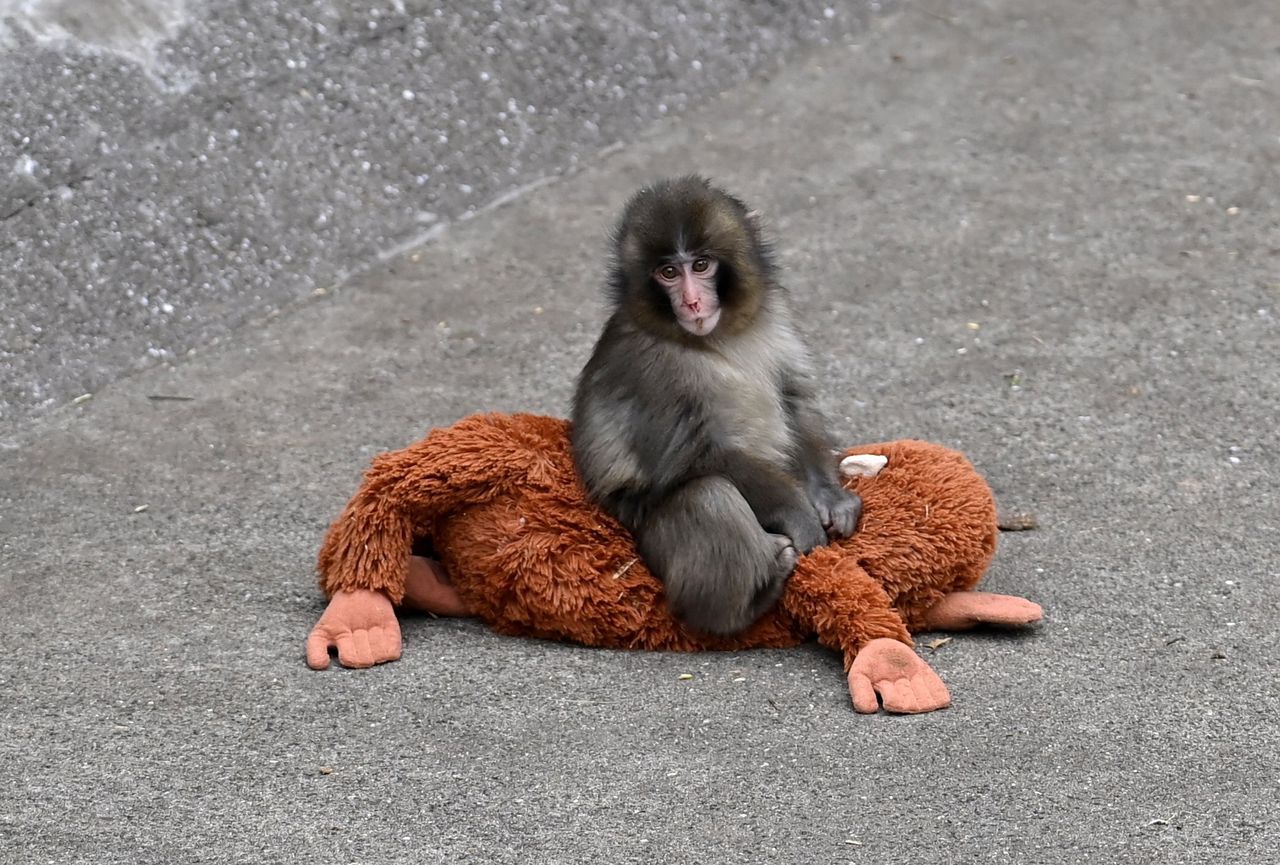 Internauci boją się, że małpka Punch jest prześladowana. Zoo wydało oświadczenie