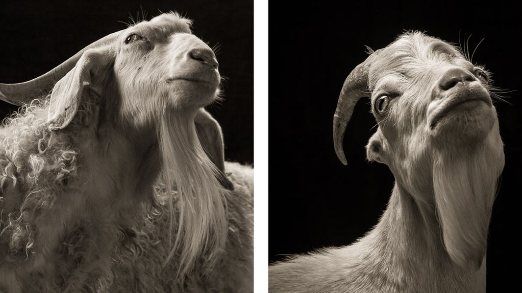 Kozy i owce okazują się bardzo wdzięcznymi modelami 1