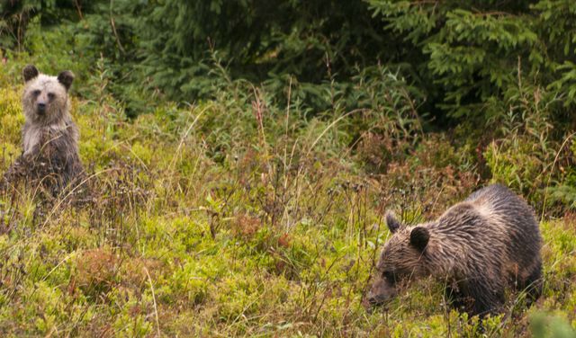 Niedźwiedzie w Tatrach budzą się na wiosnę