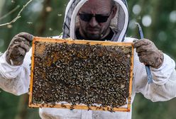 Zgnilec amerykański atakuje pszczoły. Będą duże straty