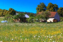 Stare polskie gospodarstwa to oazy ptasiej bioróżnorodności