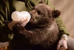 Mała niedźwiedzica z poznańskiego zoo pokaże się publiczności