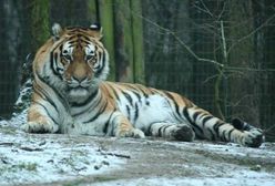 Nie żyje tygrys z poznańskiego zoo