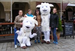 Urzędnikom z Poznania nie podobają się koziołki pozujące do zdjęć z turystami