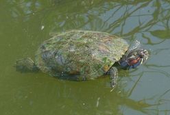 W poznańskim zoo zabito 35 żółwi. Komisja sprawdza, czy było to konieczne