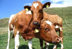 W czasie upałów szwajcarskie wojsko dostarczy krowom wodę