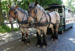 Świebodzice: tramwaj konny powraca na Dolny Śląsk
