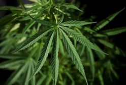 Ministerstwo zdrowia pracuje nad dopuszczeniem medycznej marihuany