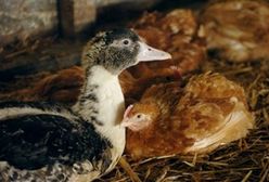 Rośnie liczba przypadków ptasiej grypy w Polsce