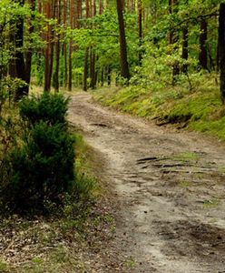 Mieszkaniec Wałbrzycha znalazł w lesie wór monet