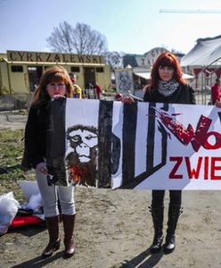 Pomorskie miasta nie chcą cyrków ze zwierzętami. "To nie jest rozrywka, którą chcielibyśmy widzieć"