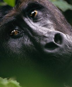 Czerwona księga zagrożonych gatunków. UICN dokonała zmian na liście, goryl wschodni o krok od wymarcia