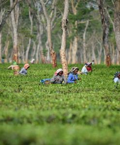 Herbata za najwyższą cenę. W Indiach, w stanie Assam, kobiety w ciąży niejednokrotnie pracują na plantacjach aż do rozwiązania. Przy porodzie umierają prawie dwa razy częściej niż ich rodaczki