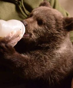 Mała niedźwiedzica rośnie jak na drożdżach. Zoo prosi poznaniaków o datki na zakup mleka