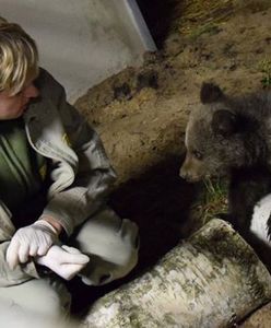 Mała niedźwiedzica uratowana w Bieszczadach znalazła nowy dom w poznańskim zoo