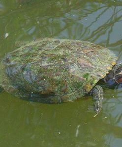 Zoo w Poznaniu uśpiło żółwie zgodnie z prawem