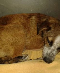 Ślesin: pobił psa metalowym prętem, bo "go zdenerwował". Grożą mu 3 lata więzienia