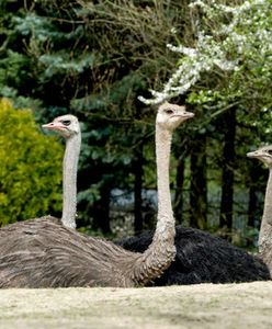 Krakowskie ZOO zachęca do odwiedzin nowymi atrakcjami i lepszym połączeniem