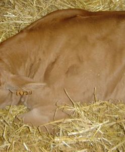 Choroba niebieskiego języka u cieląt pod Gostyniem - ubito 150 zwierząt