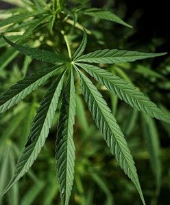 Medyczna marihuana powinna być legalna? Zobacz wyniki sondy WP