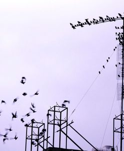 Setki martwych ptaków w parku w Inowrocławiu. Policja otoczyła teren