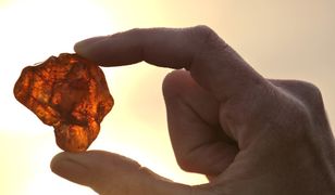 Bursztynowe wojny na Ukrainie. "W sąsiedztwie Polski wyrasta groźna strefa bezprawia oraz ekologiczna pustynia"