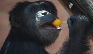 Szympans w sądzie - niezwykły proces w USA