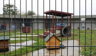 Zwierzęta nie interesują pomorskich sądów? ''Większość naszych zawiadomień jest umarzanych''