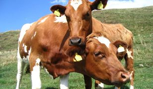 Parlament Europejski za całkowitym zakazem klonowania zwierząt w UE