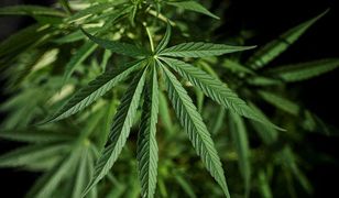 Medyczna marihuana powinna być legalna? Zobacz wyniki sondy WP