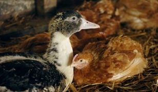 Ptasia grypa wykryta w okolicach Szczecina