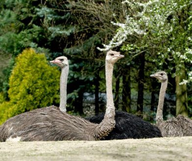 Krakowskie ZOO zachęca do odwiedzin nowymi atrakcjami i lepszym połączeniem