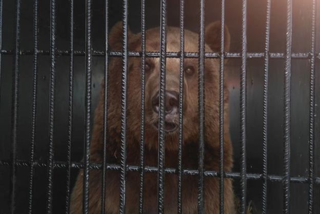 Okaleczony niedźwiedź zabrany z cyrku na Śląsku trafił do poznańskiego zoo