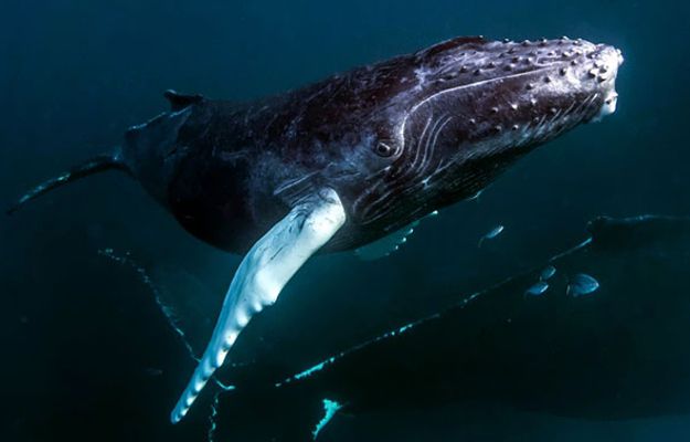 Dziwne zachowanie wielorybów. Naukowcy nie wiedzą, czemu tak robią