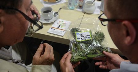 USA: 9 stanów w dniu wyborów głosowało ws. legalizacji marihuany