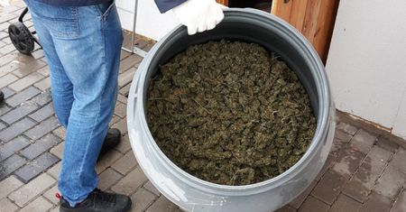 CBŚP zlikwidowało na Lubelszczyźnie profesjonalną uprawę haszyszu. Zabezpieczono też 42 kg marihuany