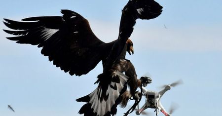 Francuska armia wykorzystuje orły. Walczą z dronami