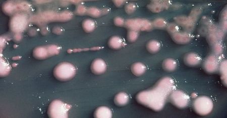 Superbakteria znów atakuje? Sanepid uspokaja, lekarze apelują: czas ogłosić epidemię