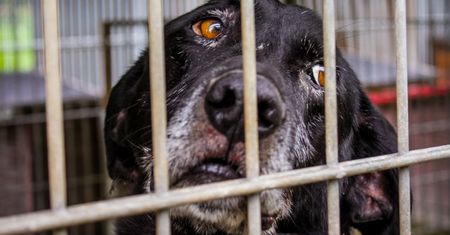 Dołącz do wolontariuszy KTOZ i pomagaj w schronisku